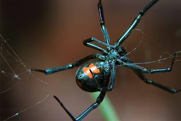 black widow spinning a web