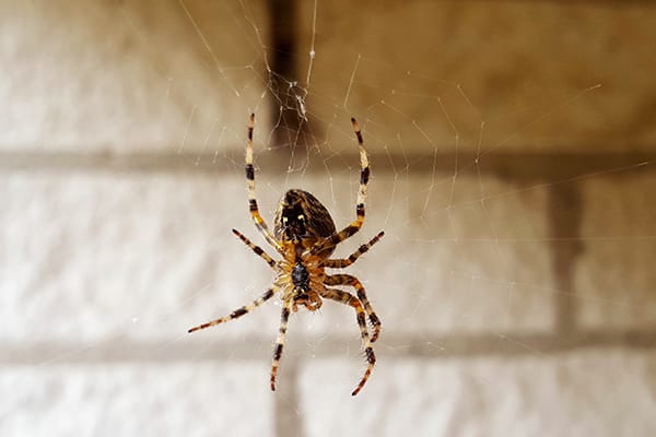 common house spider hanging from a web