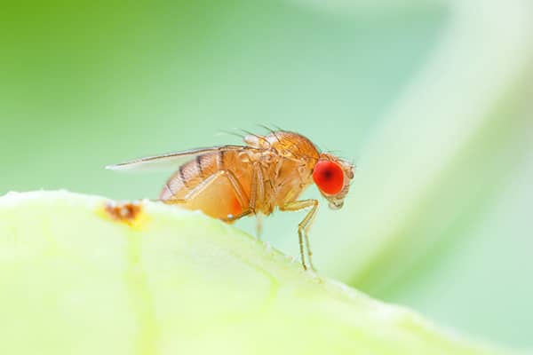 fruit fly up close