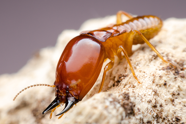 Virginia termite
