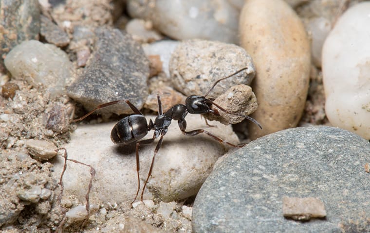 an ant crawling outside of a home in lexington south carolina