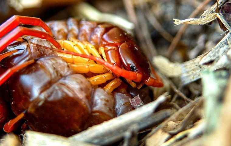 millipede crawling on path