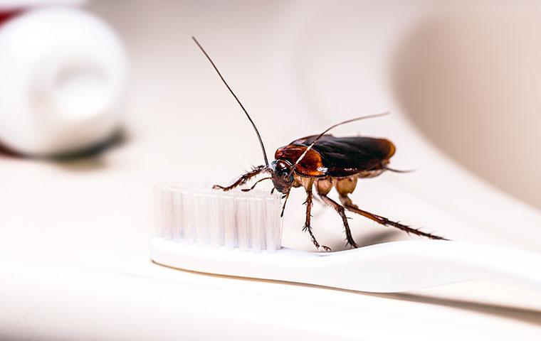 cockroach on toothbrush