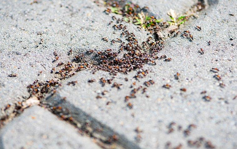 an ant infestation outside a home