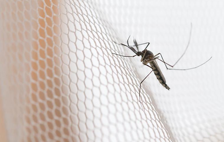 mosquito biting hand