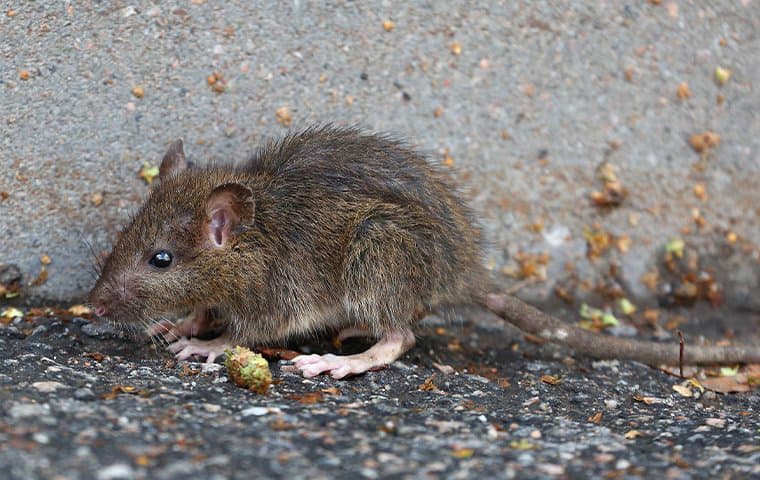 small rat outside home