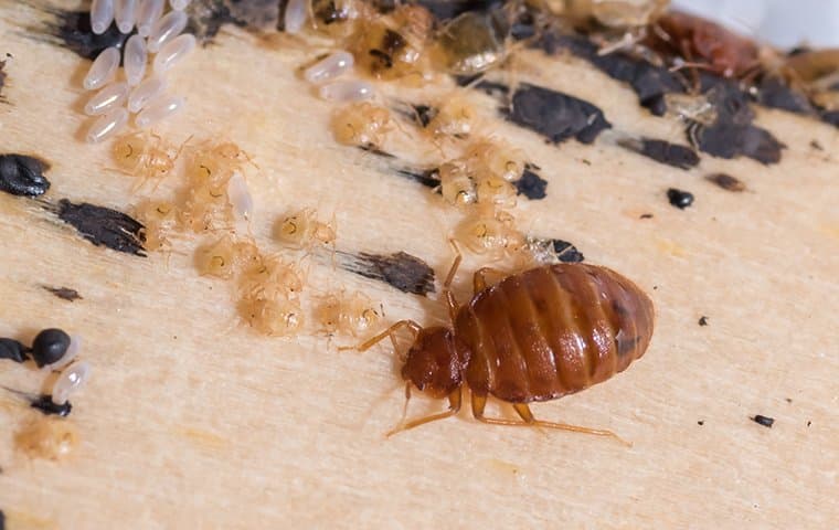 bed bug crawling on bed sheets