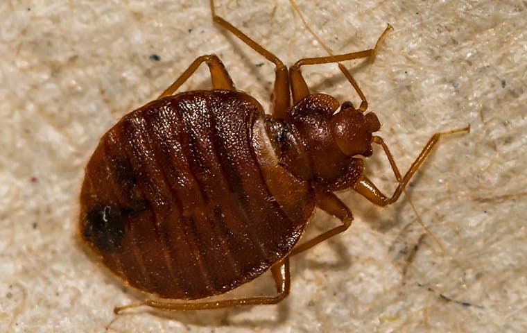 bed bug crawling on a headboard