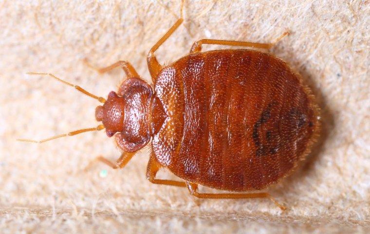 bed bug signs on mattress