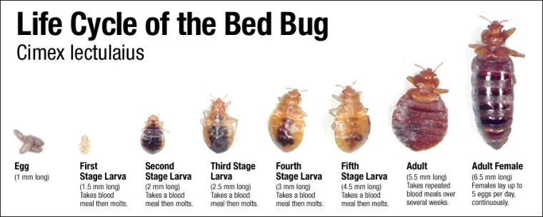 a bed bug and larvae