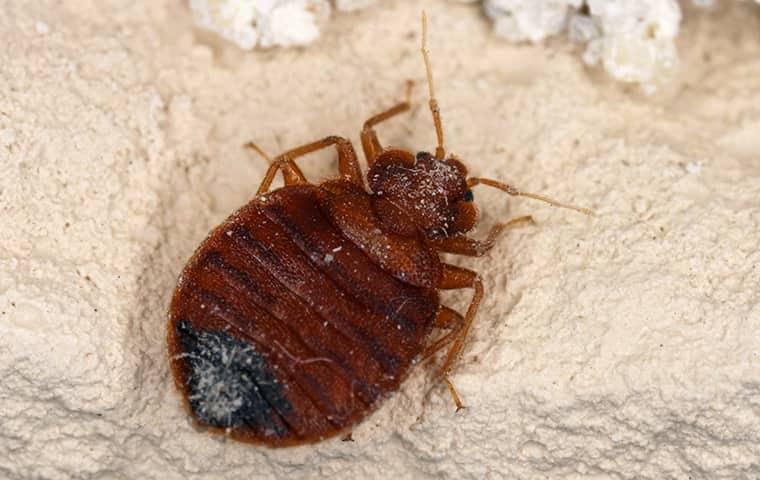 bed bugs on furniture