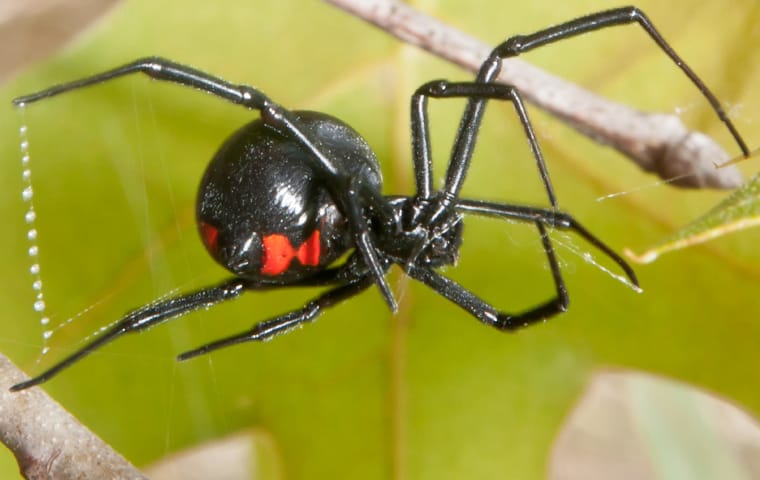 a house spider crawling in a dark basement