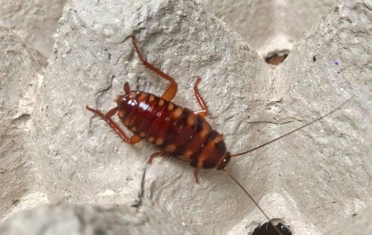 a brown banded cockroach infestation