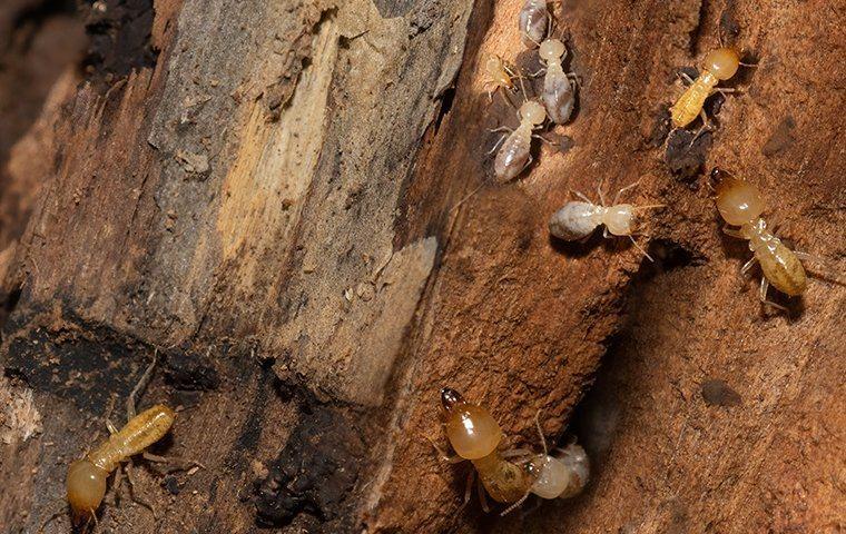 termites on a piece of wood