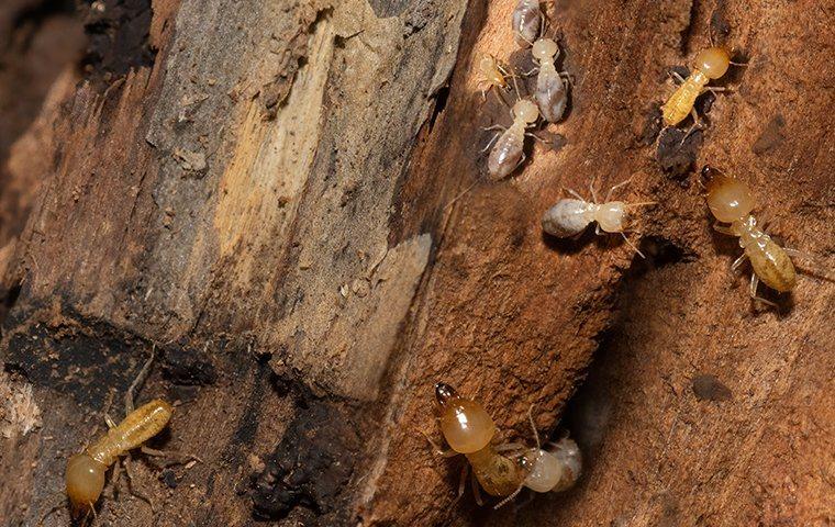 termites destroying a wooden structure on a north augusta georgia property