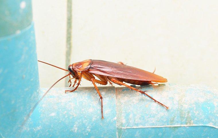 a cockroach crawling in a basement