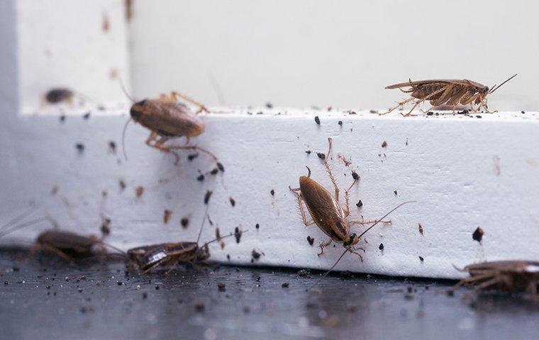 a cockroach infesttaion on a window