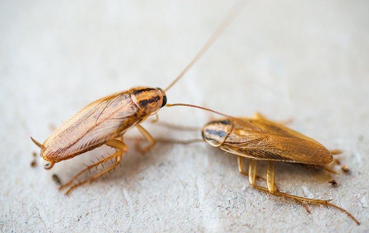 up close image of a german cockroach crawling on the floor