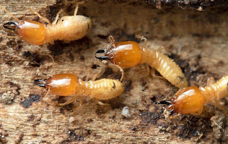 four termites on the ground