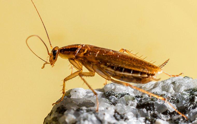 a german cockroach perched on a rock