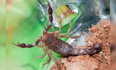 Scorpions can hide in unexpected places.