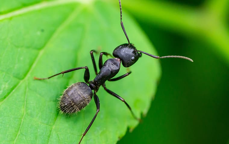 little ant on leaf