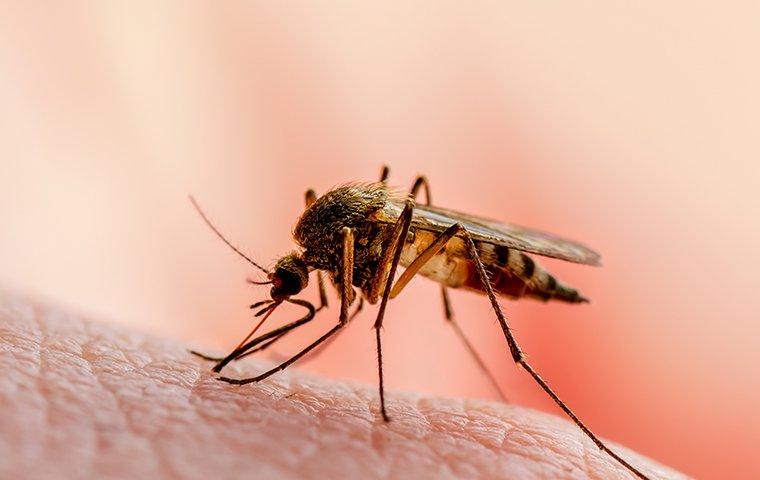 a mosquito on fabric