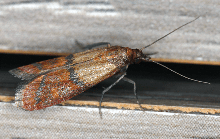 indian meal moth on a cloth