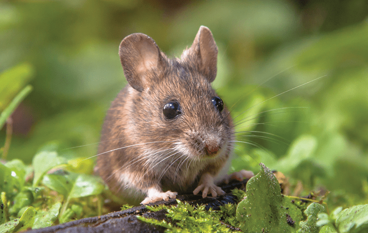 signs of rodent infestation within an augusta georga home