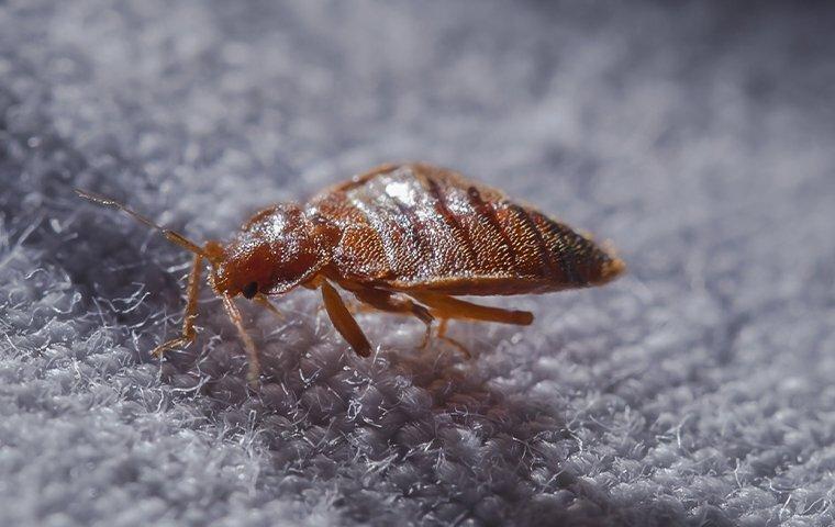 bed bug crawling indoors