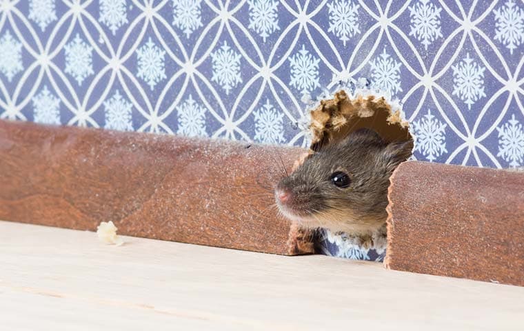 rodent chewing through historic home walls