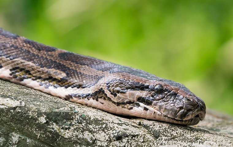 snake in CSRA area