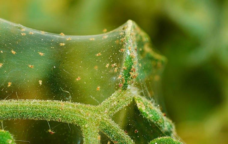 spider mites on plant