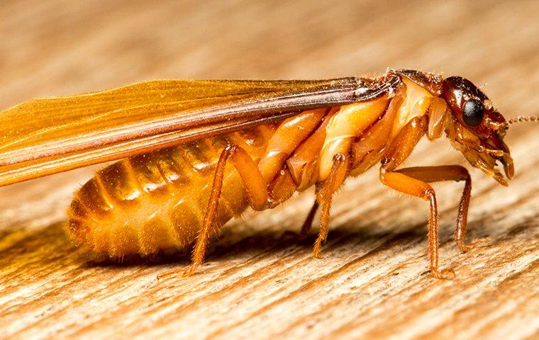 a swarming termite crawling across a wooden table