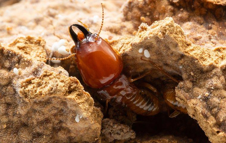 termites crawling in a nest