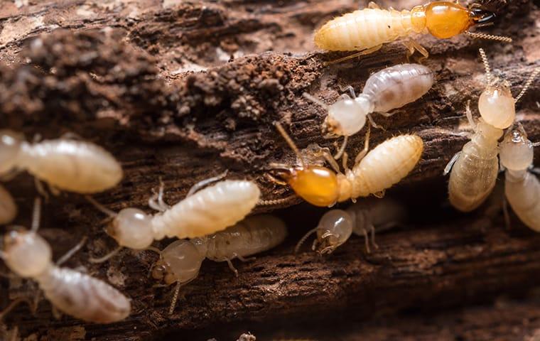 swarming termites infesting a north augusta home