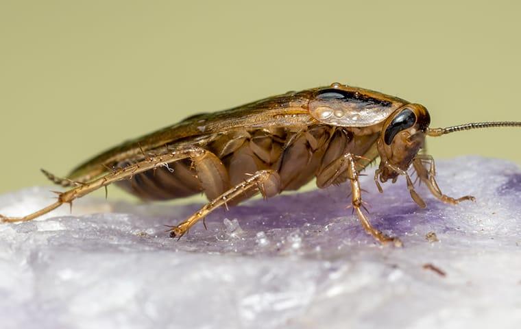 an infestation of cockroaches inside of a home in eastover south carolina