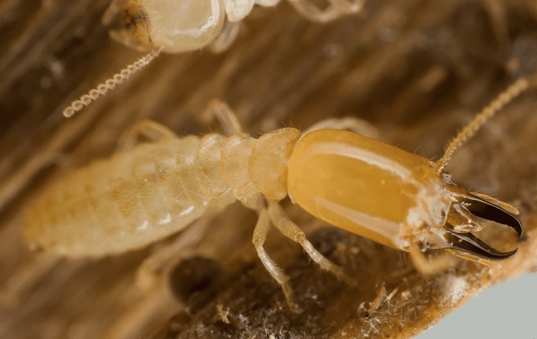 many termites crawling on damaged wood at a home in columbia south carolina