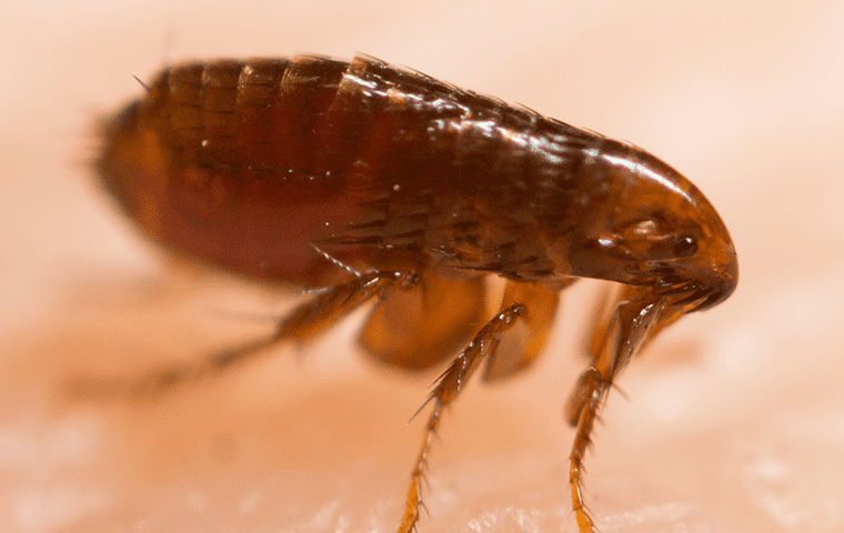 a flea crawling on a persons arm in columbia south carolina