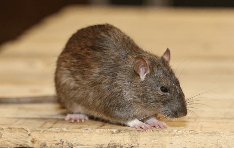 a rodent crawling inside a home