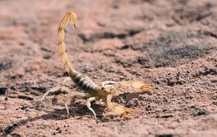 a scorpion crawling outside of a home in jackson south carolina