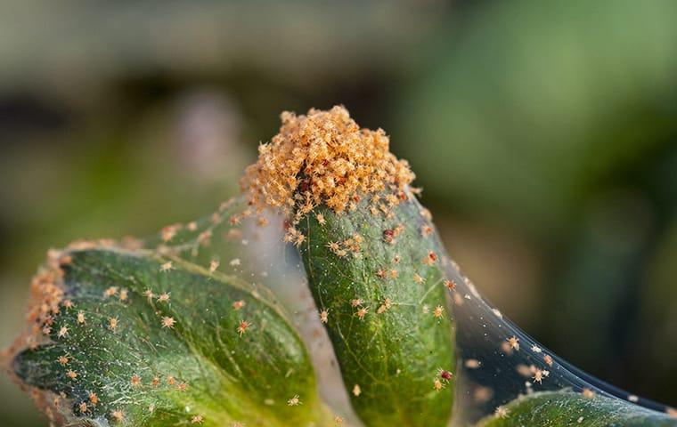 a group of tiny spider mites crawling outside of a home in lexington south carolina