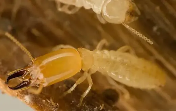 termite close up