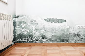 Mold growing on a wall