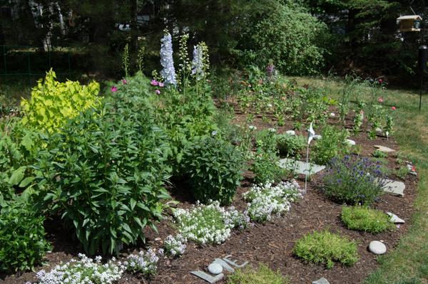 The Backyard Oasis