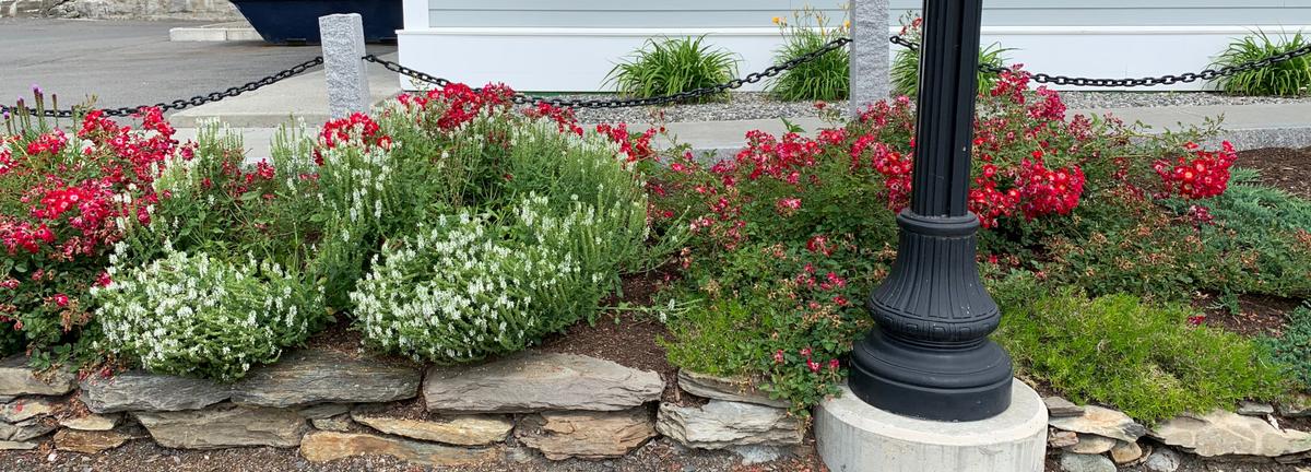 Softscaped flowers