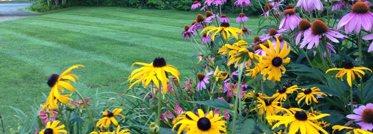 John's lawn