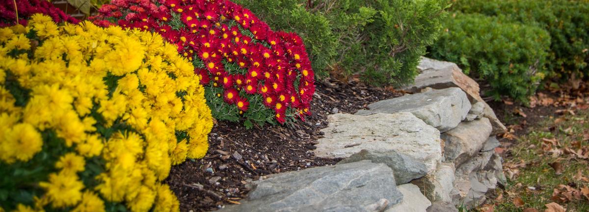 Yellow and red flowers in a retaining wall