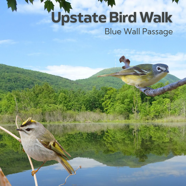 Upstate Bird Walk - Blue Wall Passage