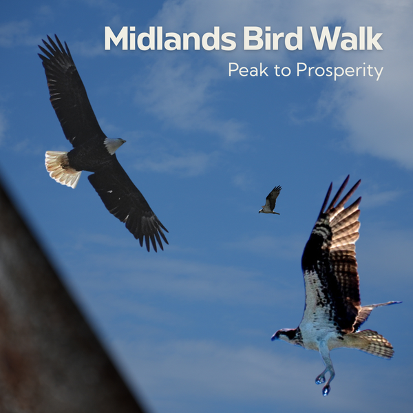 Midlands Bird Walk - Peak to Prosperity